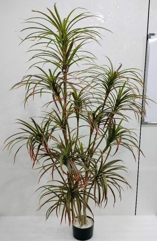 Yucca Long Leaves Plant x17 Without Base 210cm